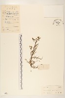 齒緣苦實藏品圖，第1張