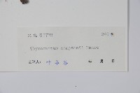 盾果草藏品圖，第2張