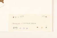 苦滇菜、苦菜藏品圖，第3張