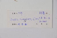 普剌特草藏品圖，第2張