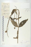 川續斷藏品圖，第1張