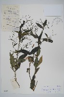 穿心蓮藏品圖，第1張