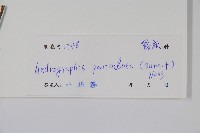 穿心蓮藏品圖，第2張