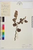 馬甲子藏品圖，第2張