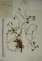 酢漿草藏品圖，第1張