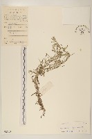 秋鼠麴草藏品圖，第1張