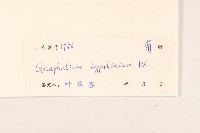 秋鼠麴草藏品圖，第3張