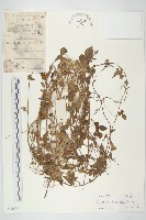 卵葉菜欒藤藏品圖，第1張