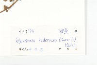 卵葉菜欒藤藏品圖，第3張