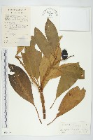 馬蹄參藏品圖，第1張