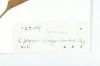 馬蹄參藏品圖，第3張