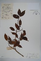 擬榕葉冬青藏品圖，第1張