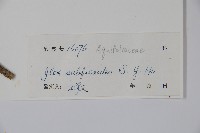 擬榕葉冬青藏品圖，第2張