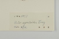 山白蘭藏品圖，第3張