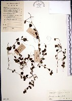 倒地蜈蚣藏品圖，第1張