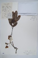 瓜馥木藏品圖，第1張