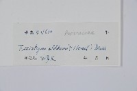 瓜馥木藏品圖，第2張