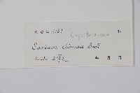 冇骨消藏品圖，第2張