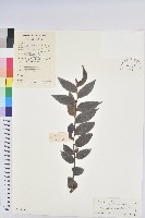 毛果算盤子藏品圖，第1張