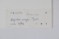 廣西野獨活藏品圖，第2張