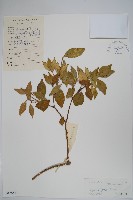 串珠子藏品圖，第1張