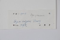 串珠子藏品圖，第2張