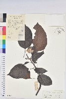 石栗藏品圖，第1張