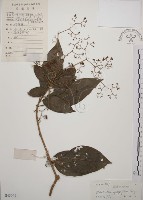 大青藏品圖，第1張