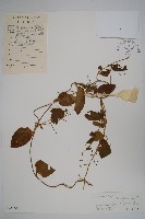 三分丹藏品圖，第1張