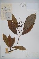 珊瑚樹藏品圖，第1張