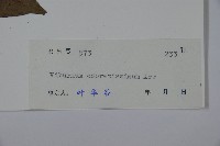 珊瑚樹藏品圖，第2張