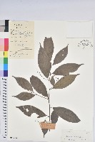 日本五月茶、南投五月茶藏品圖，第1張