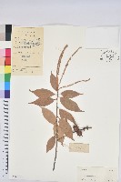 登錄號:S045070藏品圖，第1張