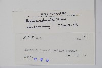 裂葉秋海棠藏品圖，第2張