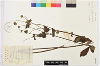 打破碗花花藏品圖，第1張