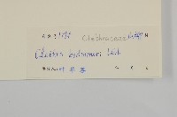 單毛山柳藏品圖，第3張