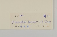 小魚眼草藏品圖，第2張