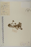 小魚眼草藏品圖，第3張