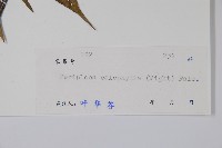 青蛇藤藏品圖，第2張