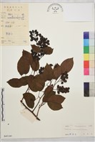 雲南勾兒茶藏品圖，第1張