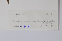 柳葉白前藏品圖，第2張
