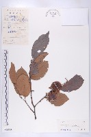 油柿藏品圖，第1張