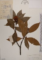 木荷藏品圖，第1張