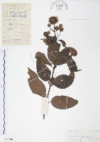 風箱樹藏品圖，第1張