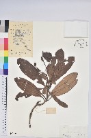 華南杜鵑藏品圖，第1張