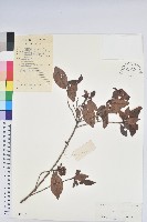 嶺南杜鵑藏品圖，第1張