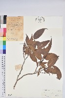 小果南燭藏品圖，第1張