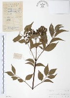 野鴉椿藏品圖，第1張