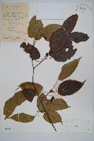 小花八角楓藏品圖，第1張