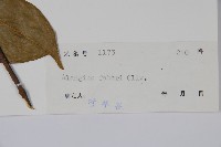 小花八角楓藏品圖，第2張